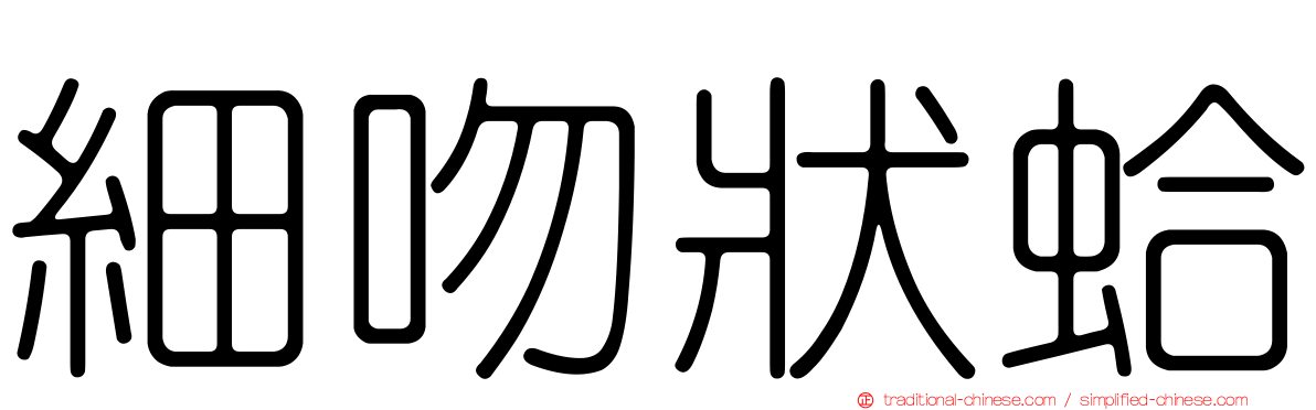 細吻狀蛤