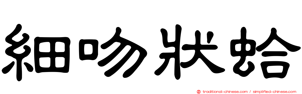 細吻狀蛤