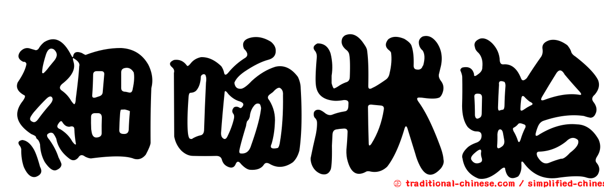 細吻狀蛤