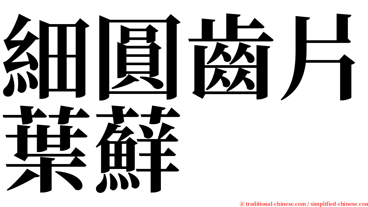 細圓齒片葉蘚 serif font