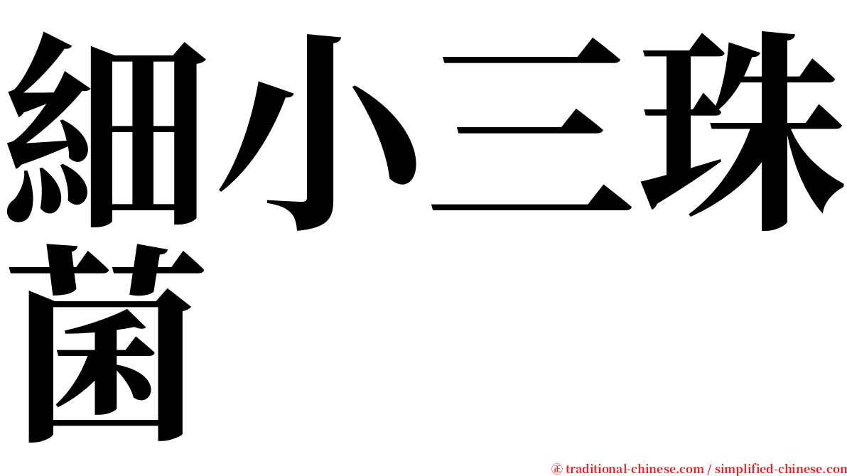 細小三珠菌 serif font