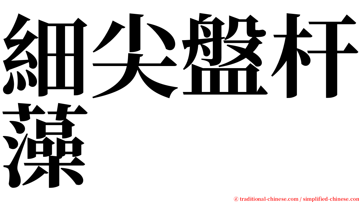 細尖盤杆藻 serif font