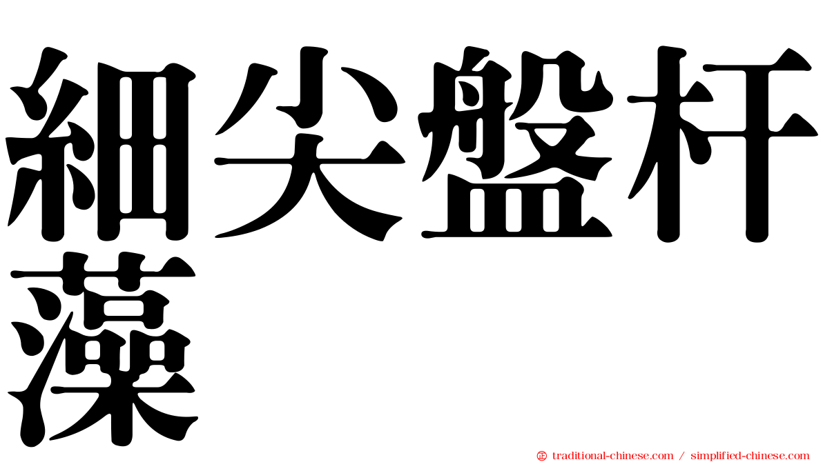 細尖盤杆藻