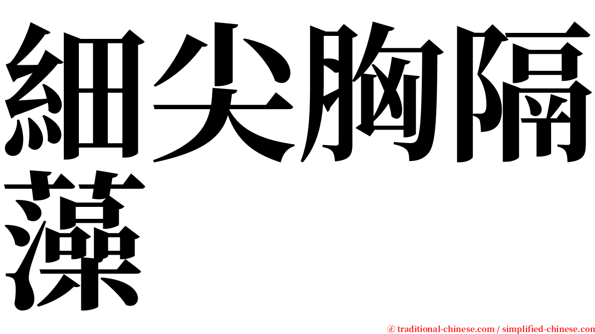 細尖胸隔藻 serif font