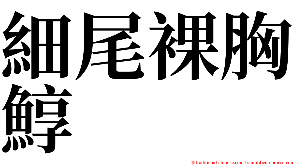 細尾裸胸鯙 serif font