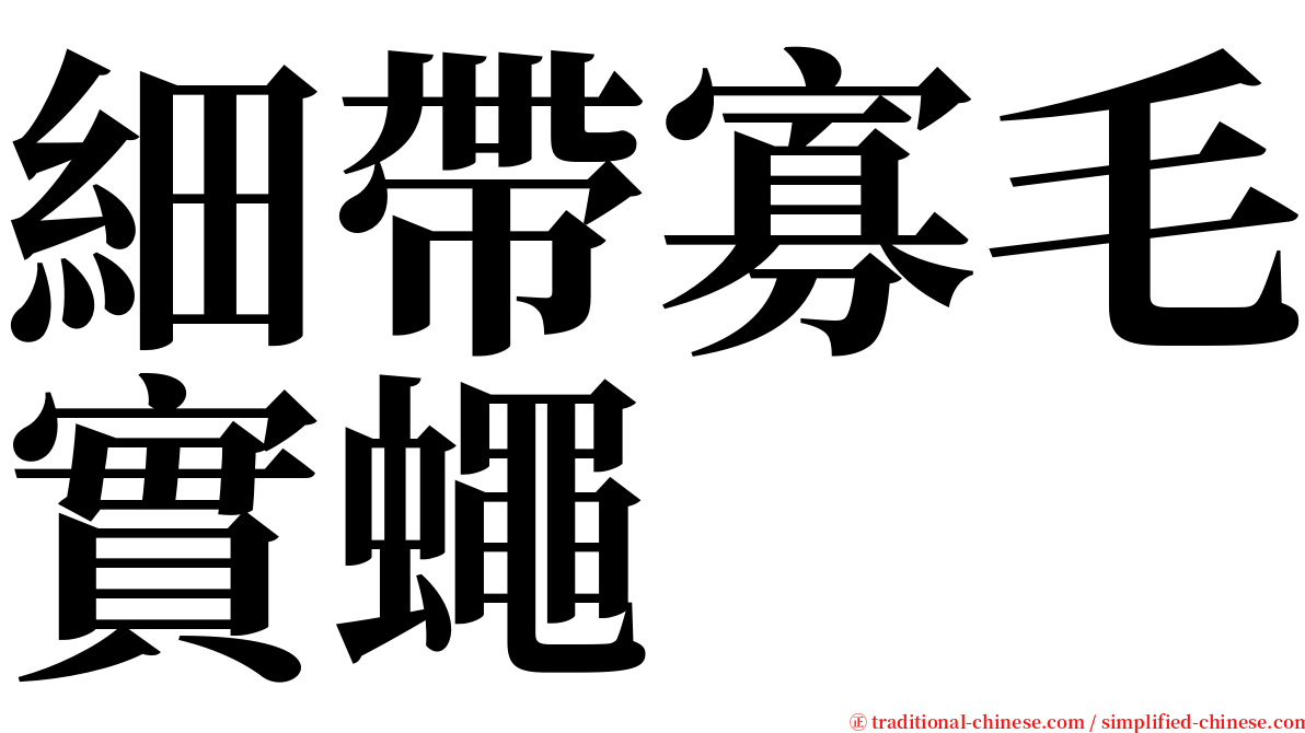 細帶寡毛實蠅 serif font