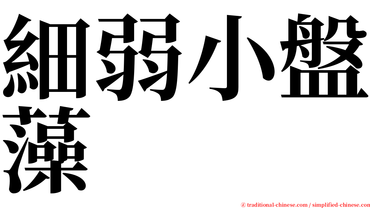 細弱小盤藻 serif font