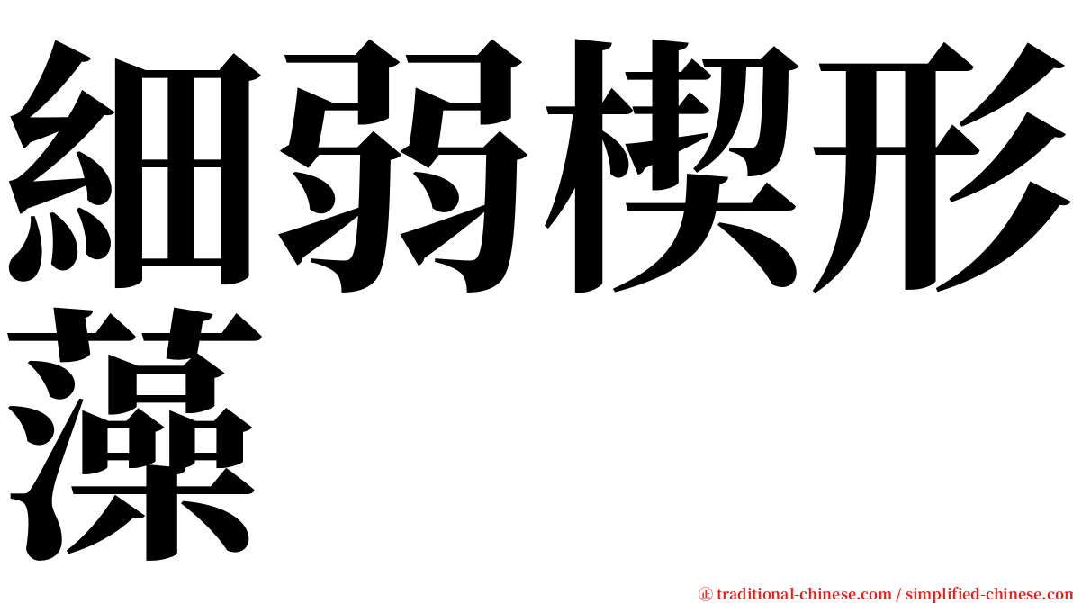 細弱楔形藻 serif font