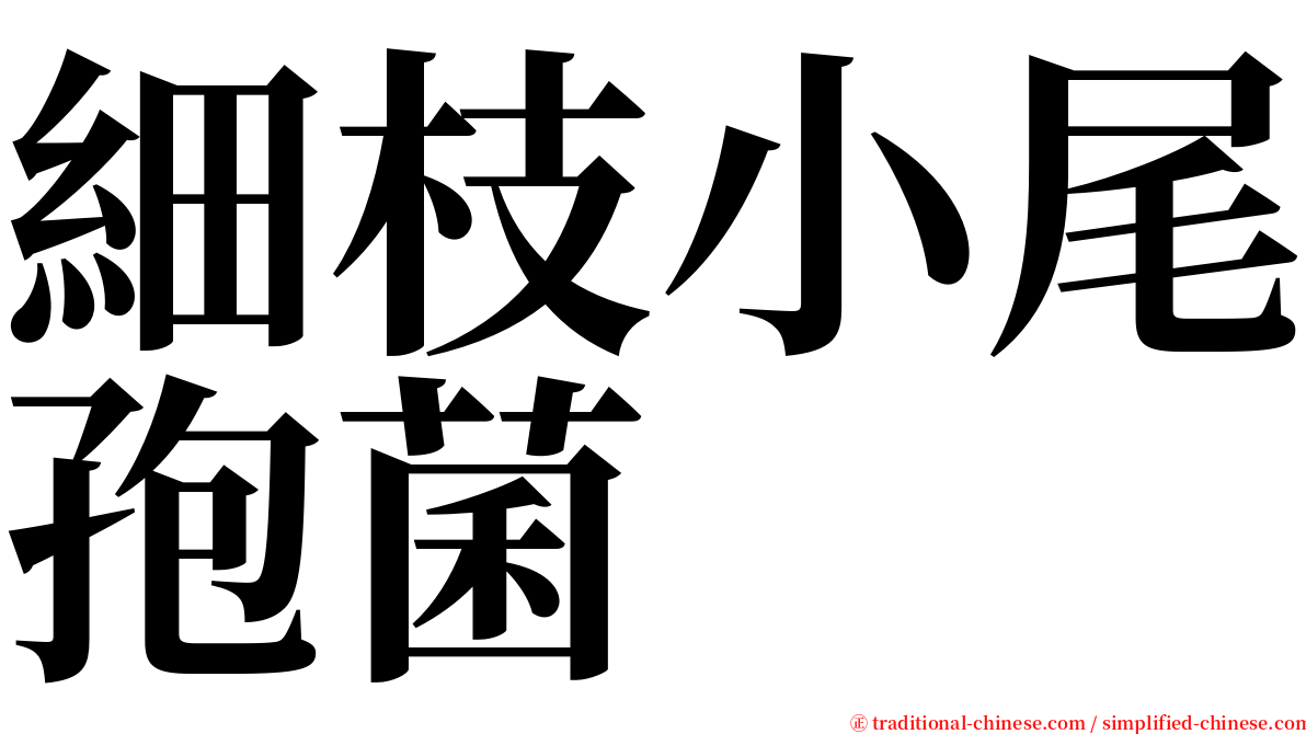 細枝小尾孢菌 serif font