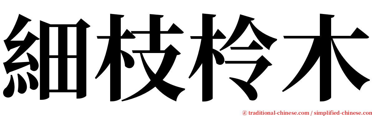 細枝柃木 serif font