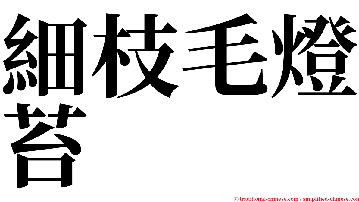 細枝毛燈苔 serif font