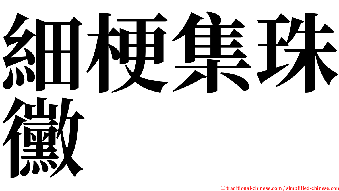 細梗集珠黴 serif font