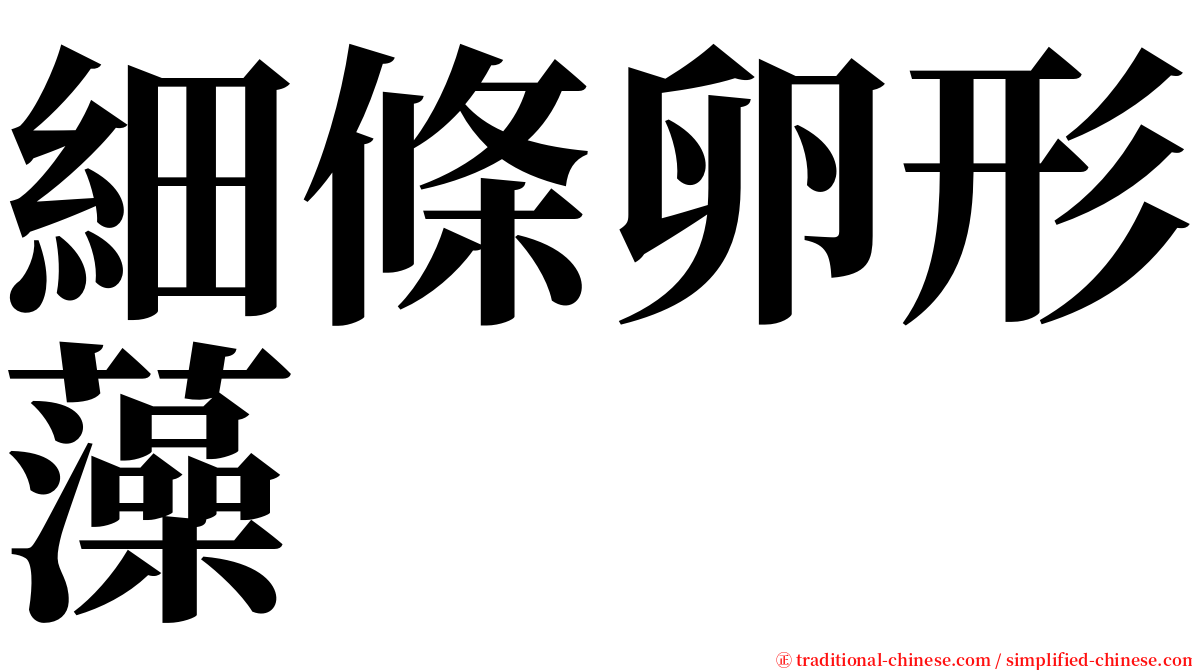 細條卵形藻 serif font