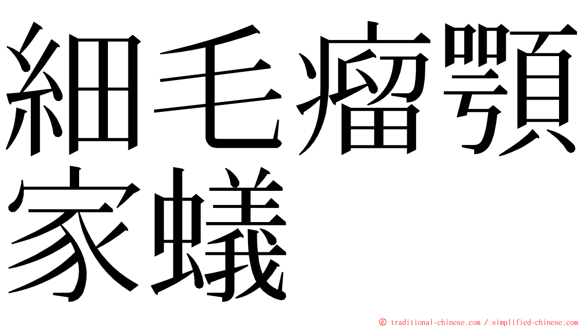 細毛瘤顎家蟻 ming font