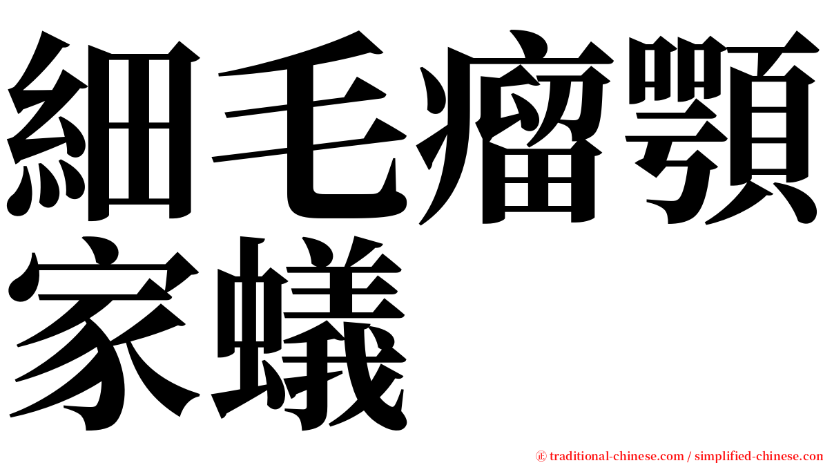 細毛瘤顎家蟻 serif font