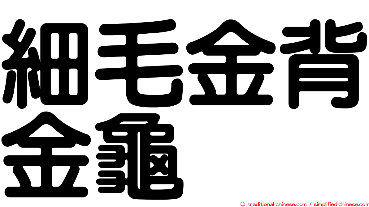 細毛金背金龜