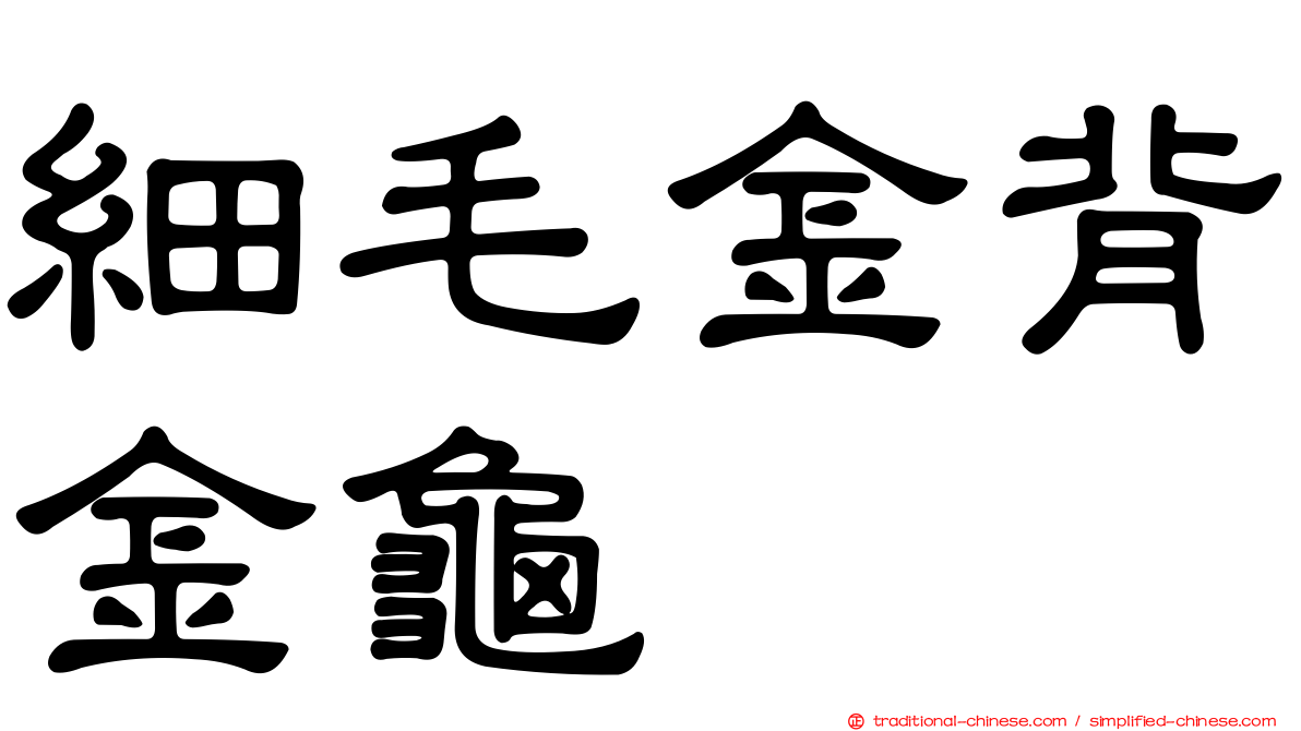 細毛金背金龜