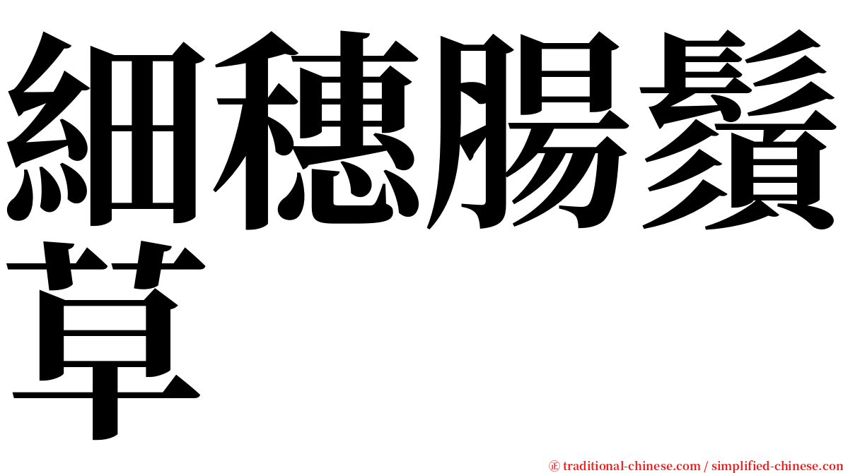 細穗腸鬚草 serif font