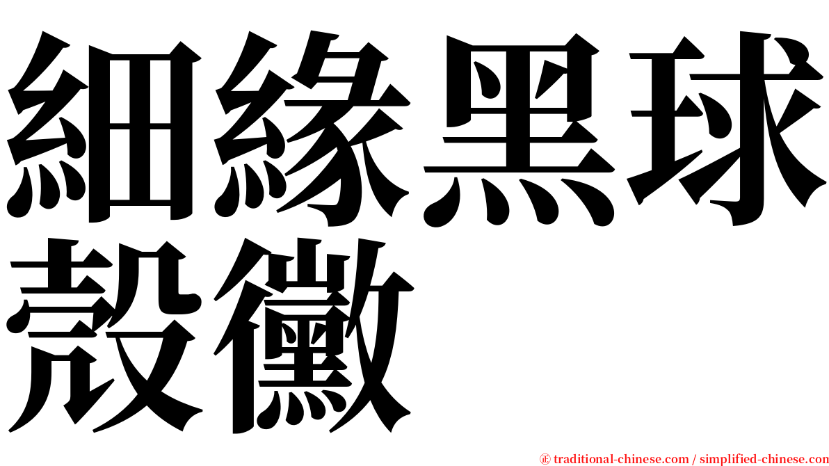 細緣黑球殼黴 serif font