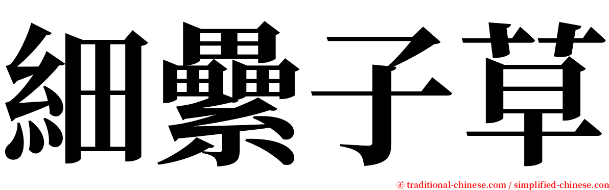 細纍子草 serif font