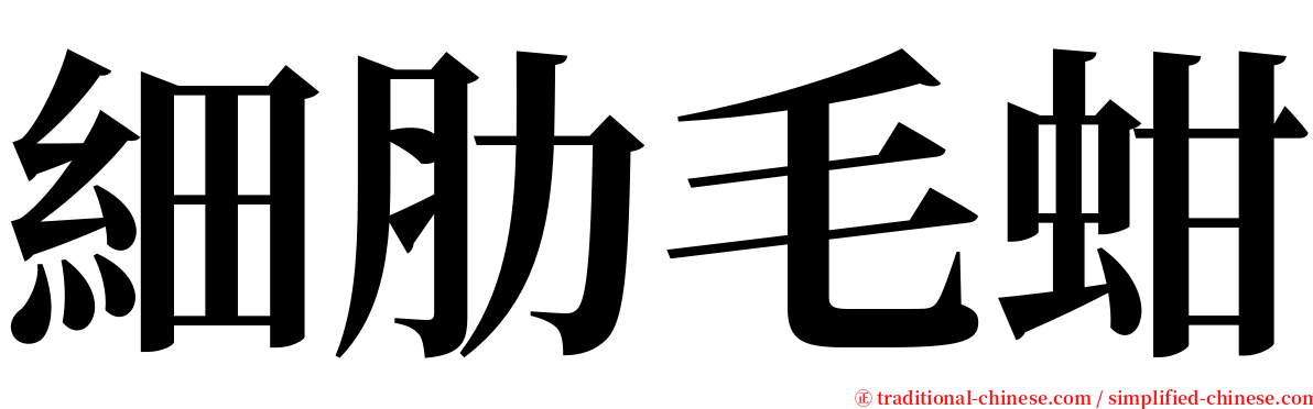 細肋毛蚶 serif font