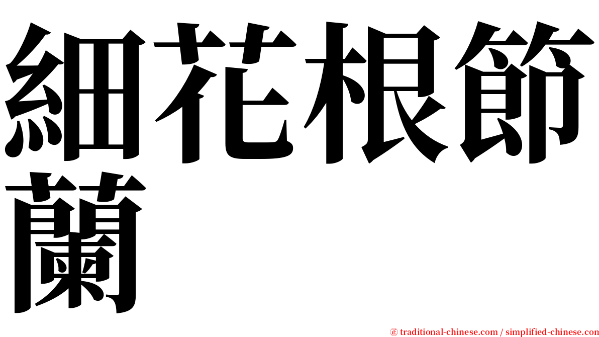 細花根節蘭 serif font