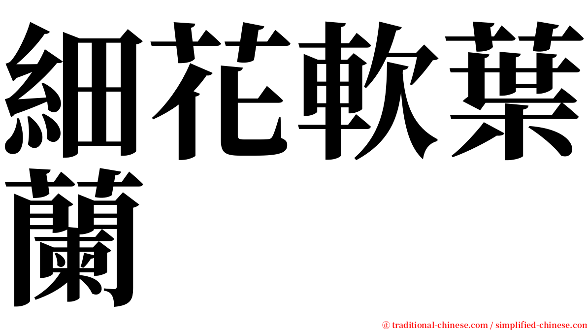 細花軟葉蘭 serif font