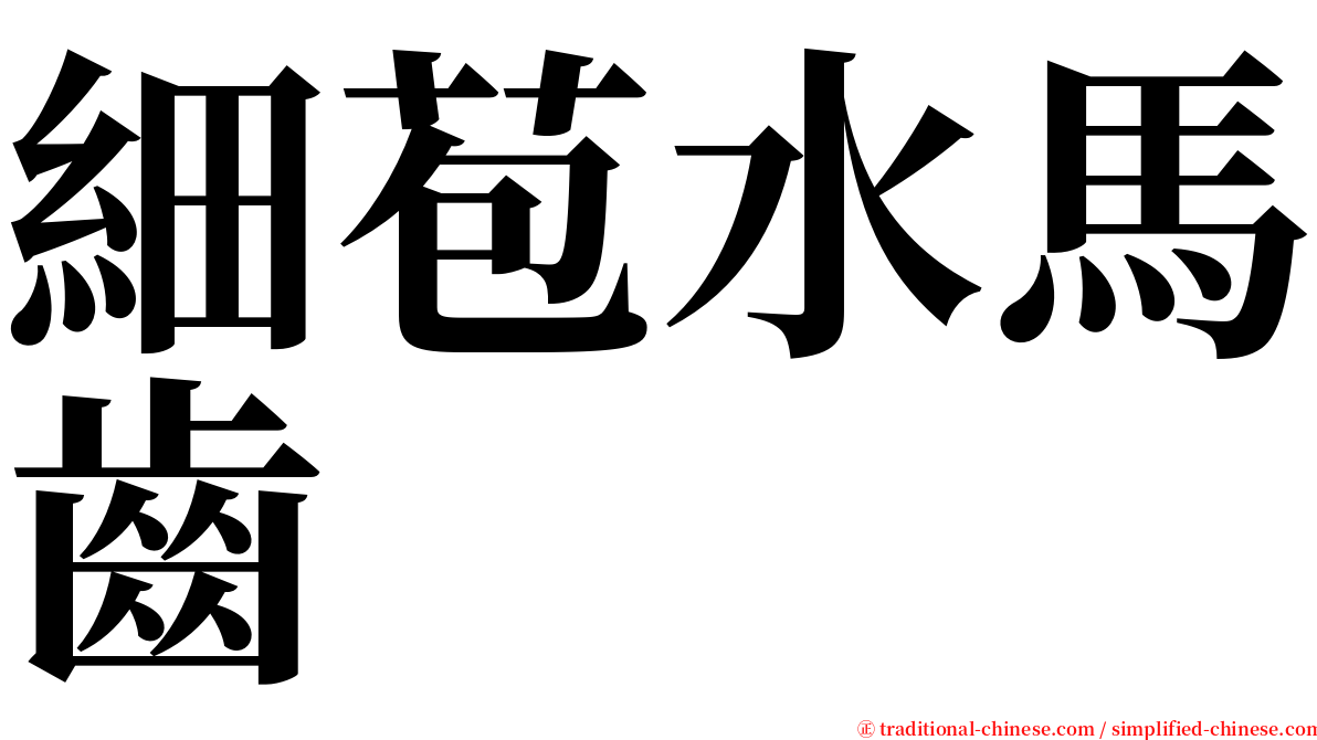 細苞水馬齒 serif font