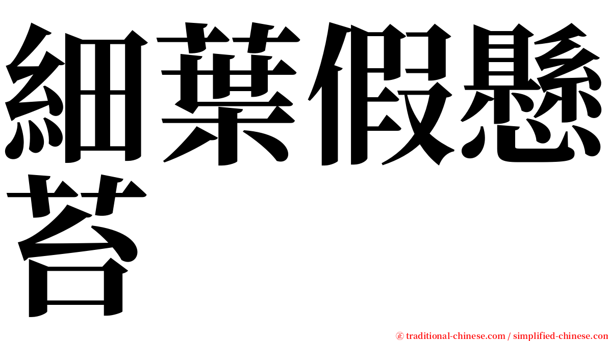 細葉假懸苔 serif font