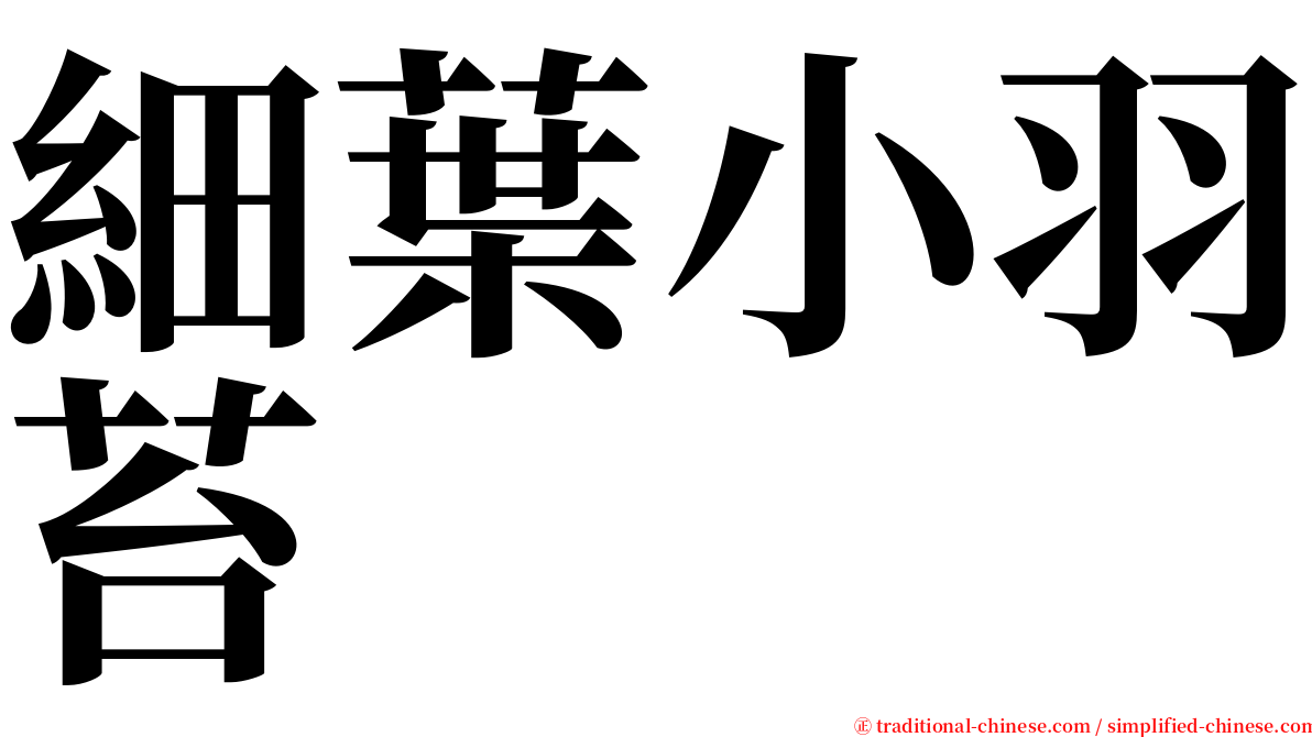 細葉小羽苔 serif font