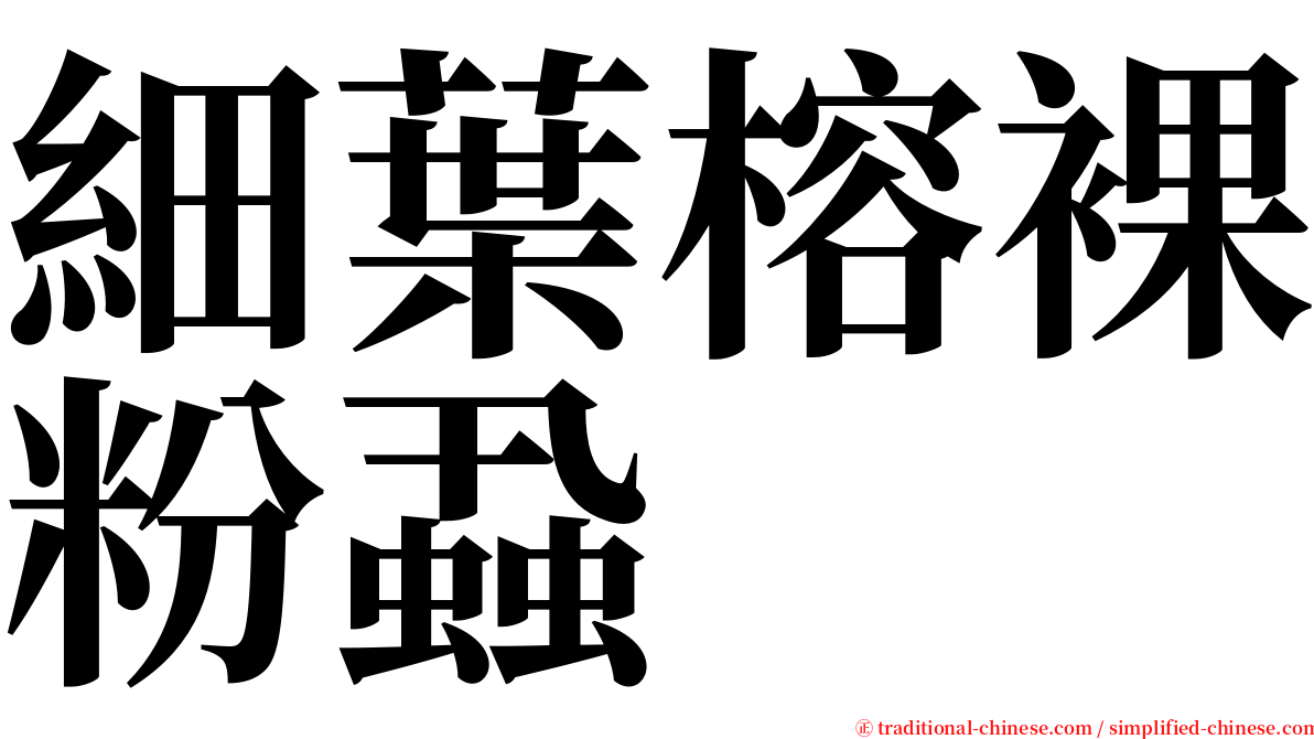 細葉榕裸粉蝨 serif font