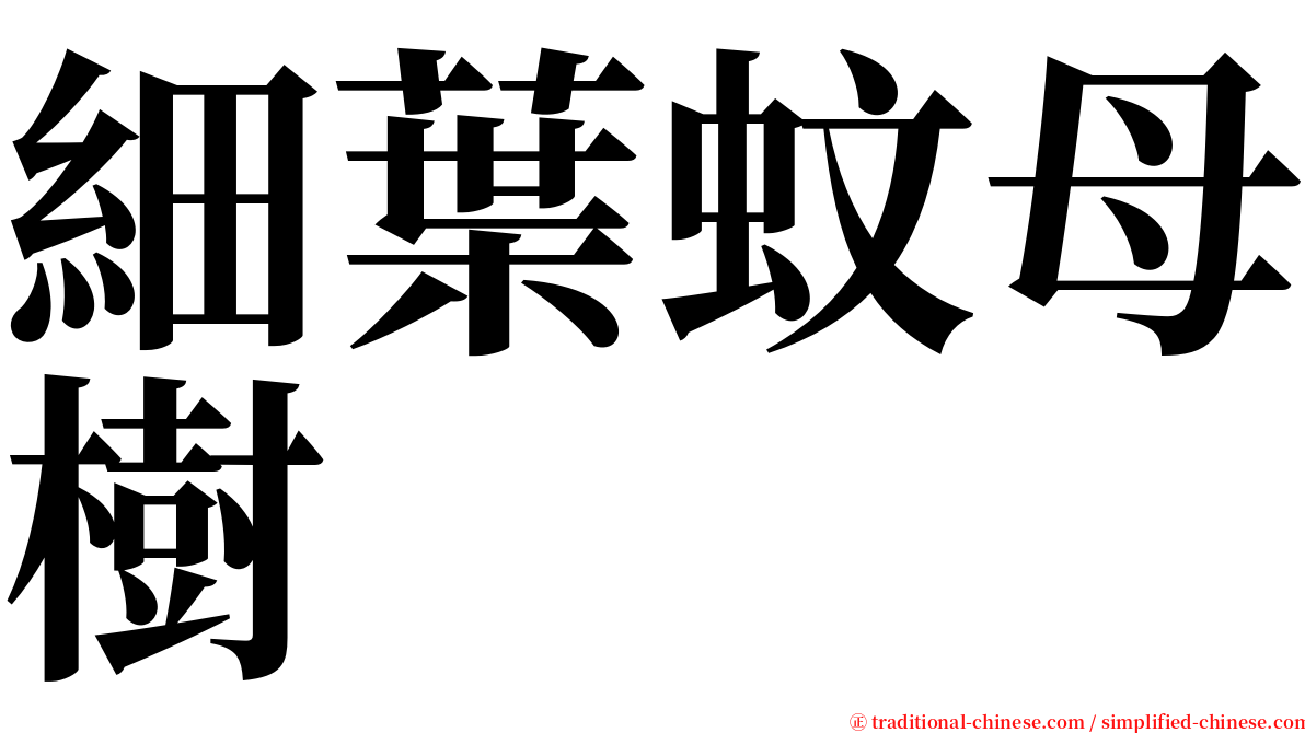 細葉蚊母樹 serif font