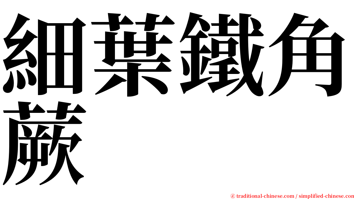 細葉鐵角蕨 serif font