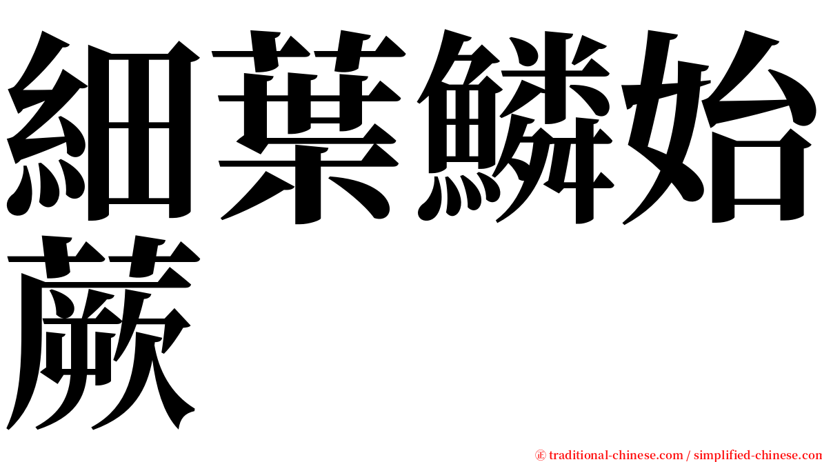 細葉鱗始蕨 serif font