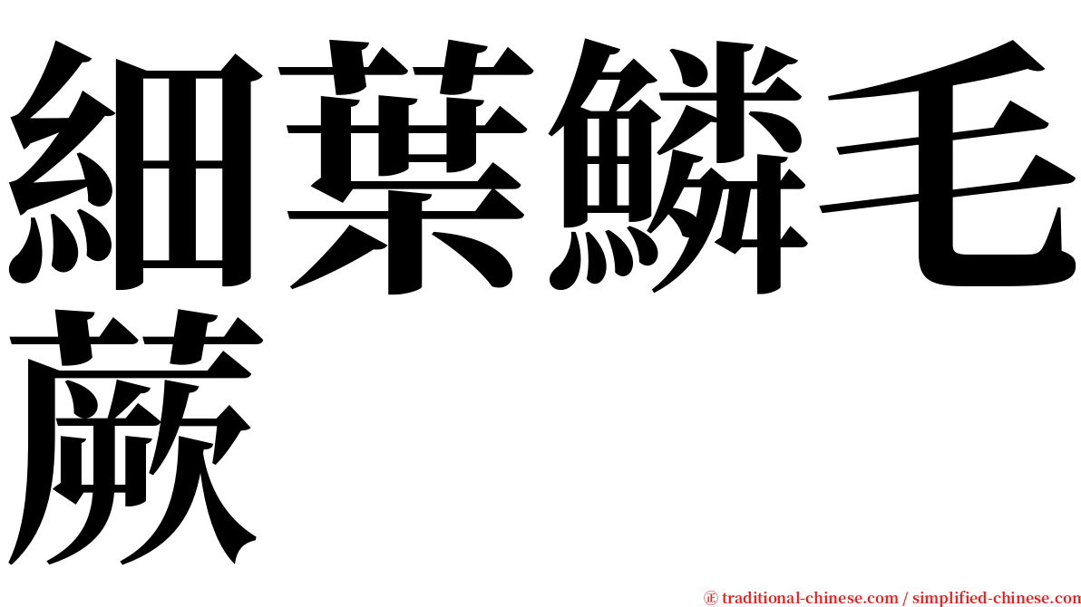 細葉鱗毛蕨 serif font