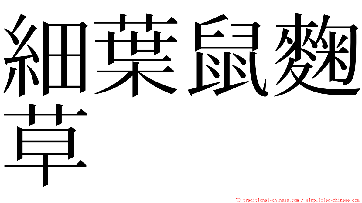 細葉鼠麴草 ming font