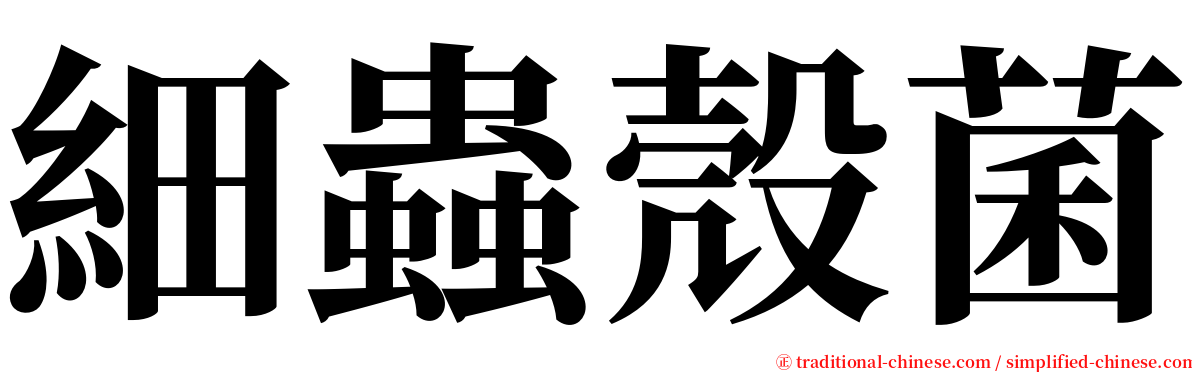 細蟲殼菌 serif font