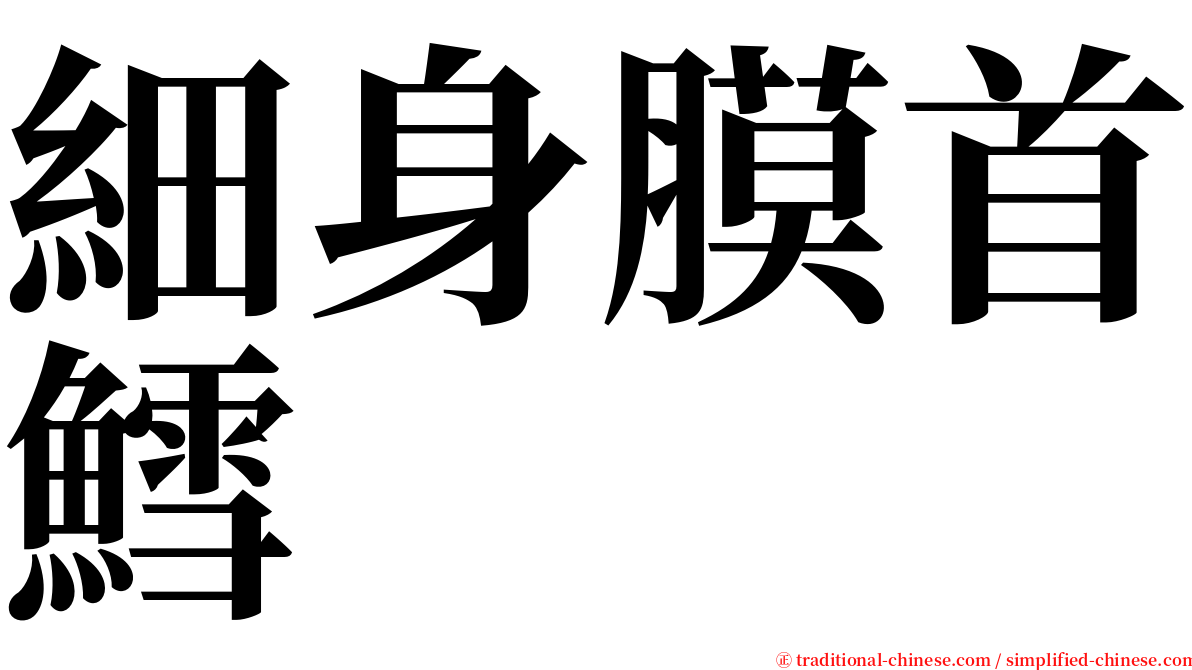 細身膜首鱈 serif font