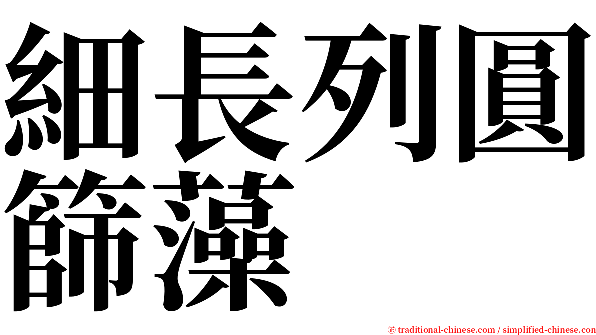 細長列圓篩藻 serif font