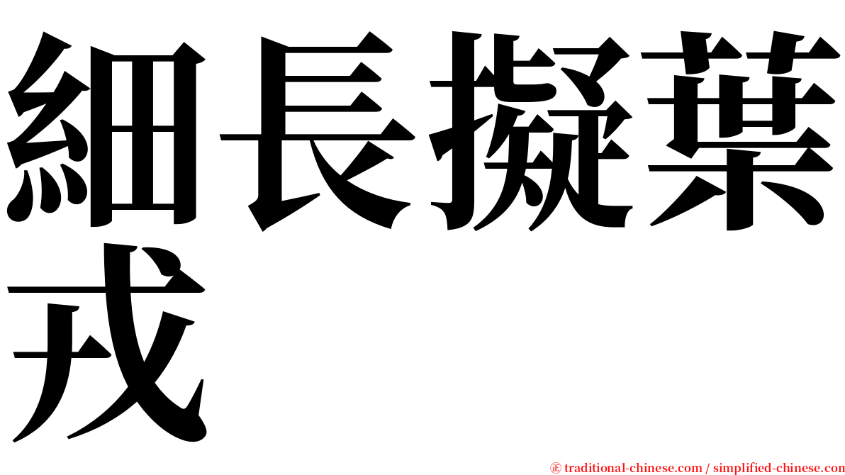細長擬葉戎 serif font