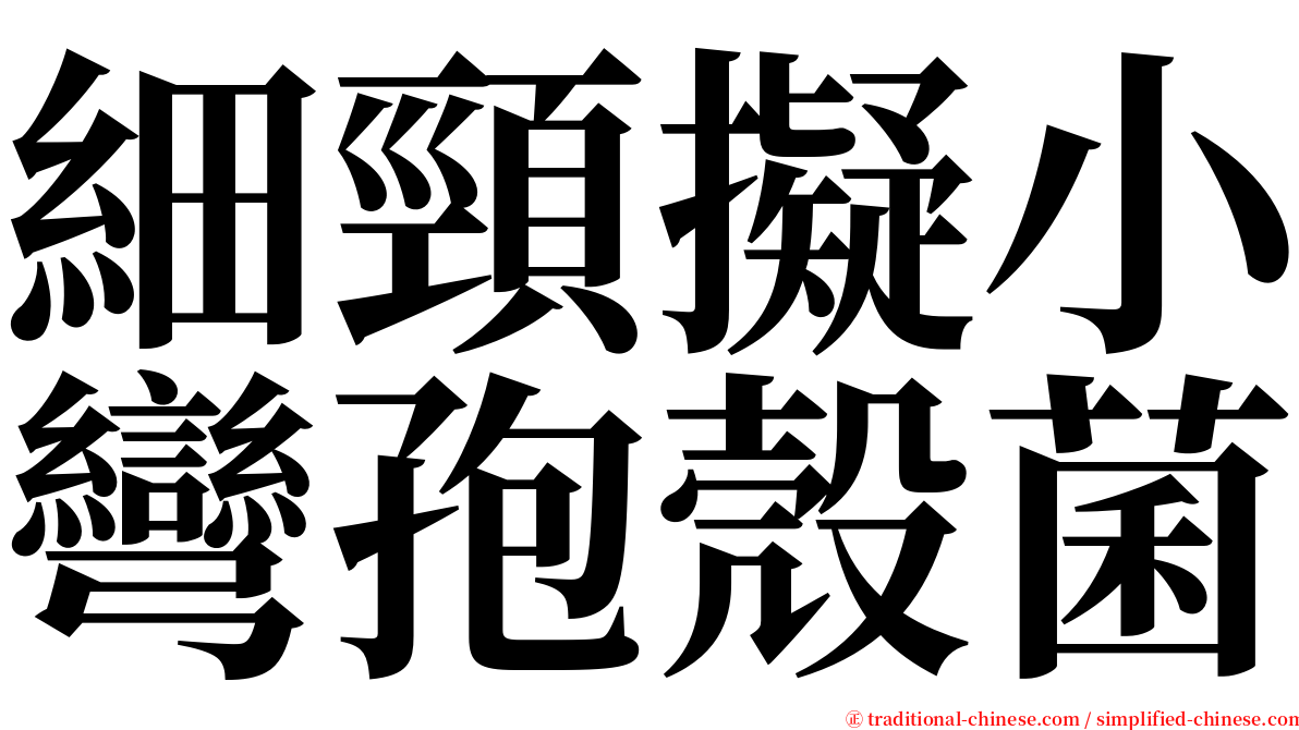 細頸擬小彎孢殼菌 serif font