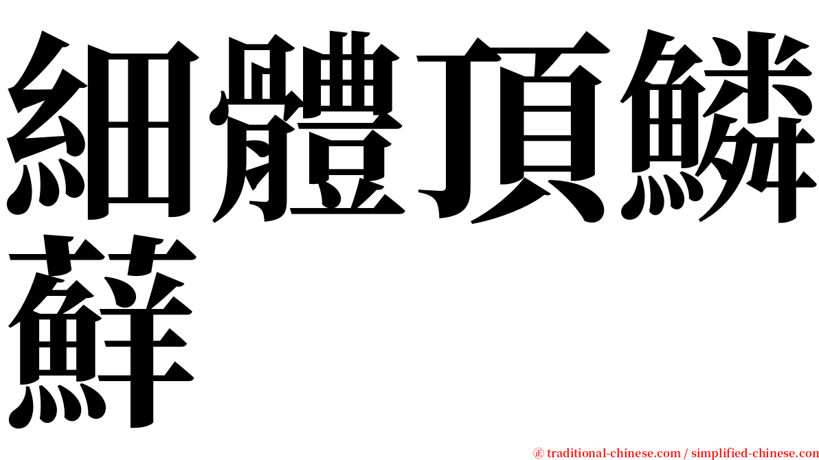 細體頂鱗蘚 serif font