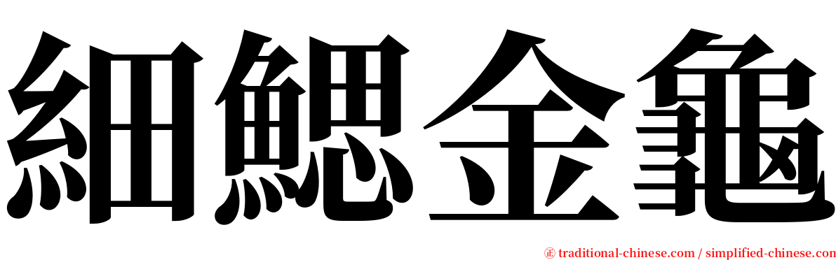 細鰓金龜 serif font