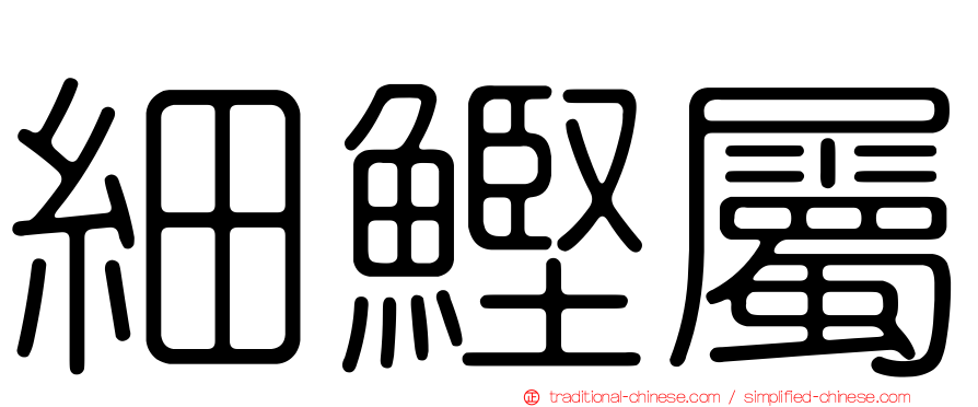 細鰹屬