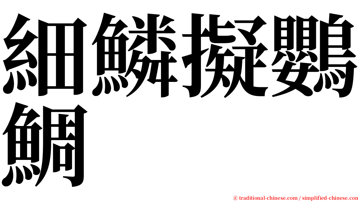 細鱗擬鸚鯛 serif font