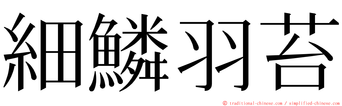 細鱗羽苔 ming font