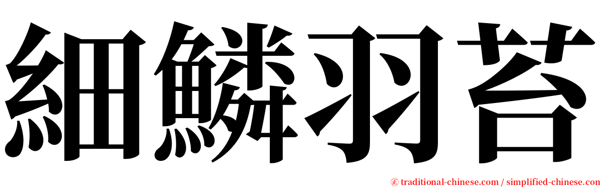 細鱗羽苔 serif font