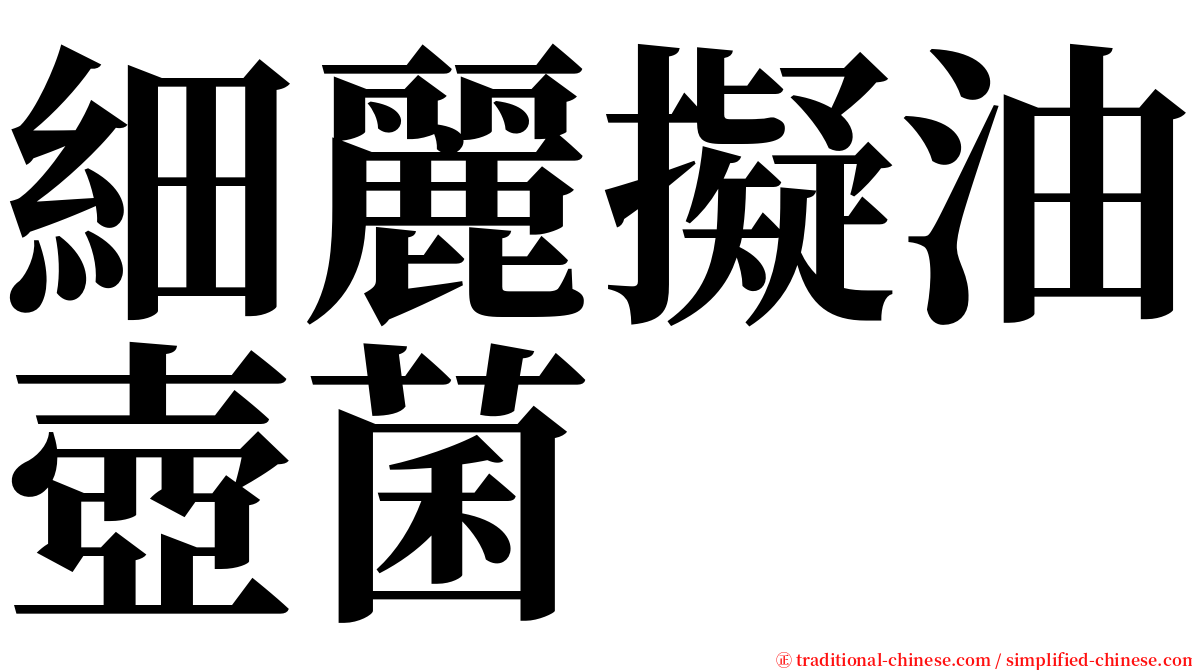 細麗擬油壺菌 serif font