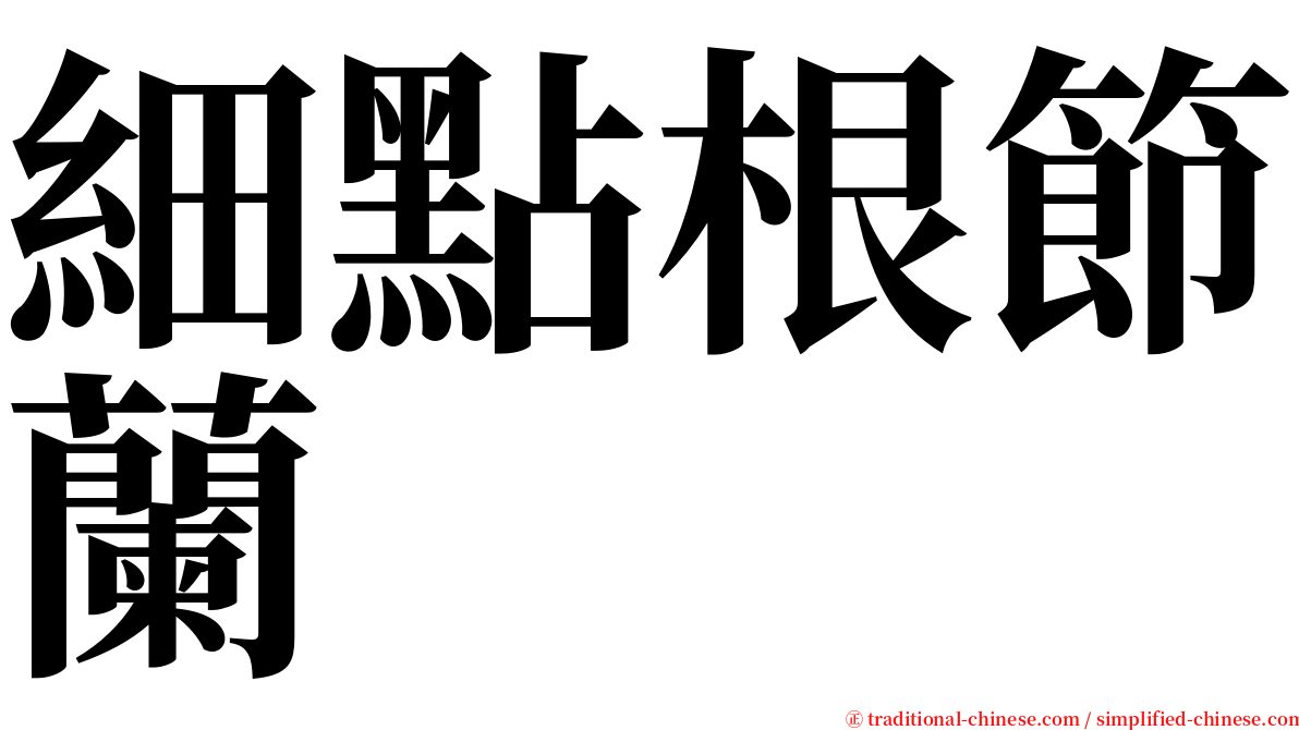 細點根節蘭 serif font