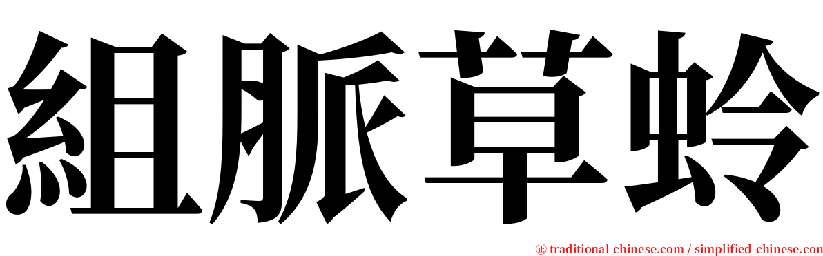 組脈草蛉 serif font